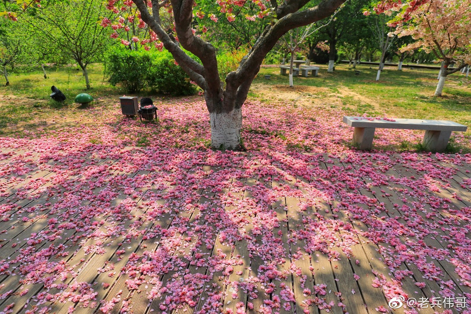 花落方知陌攻略(花落方知春已去求下联)