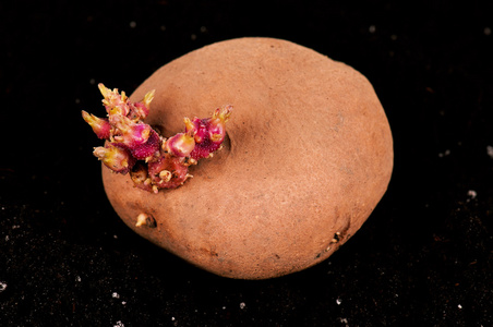 迷你世界土豆芽(播放迷你世界土豆片)