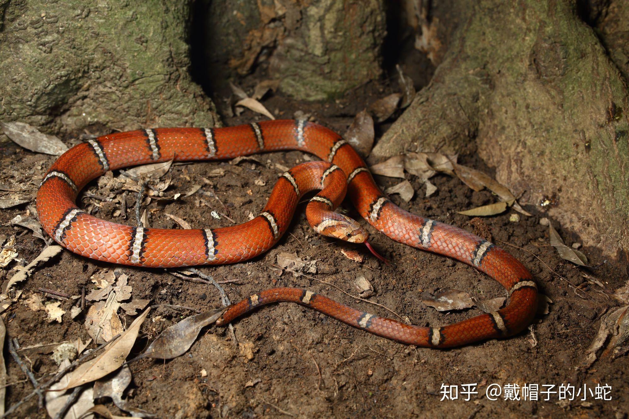 神庙逃亡中的蛇照片(神庙逃亡中的蛇照片图片)