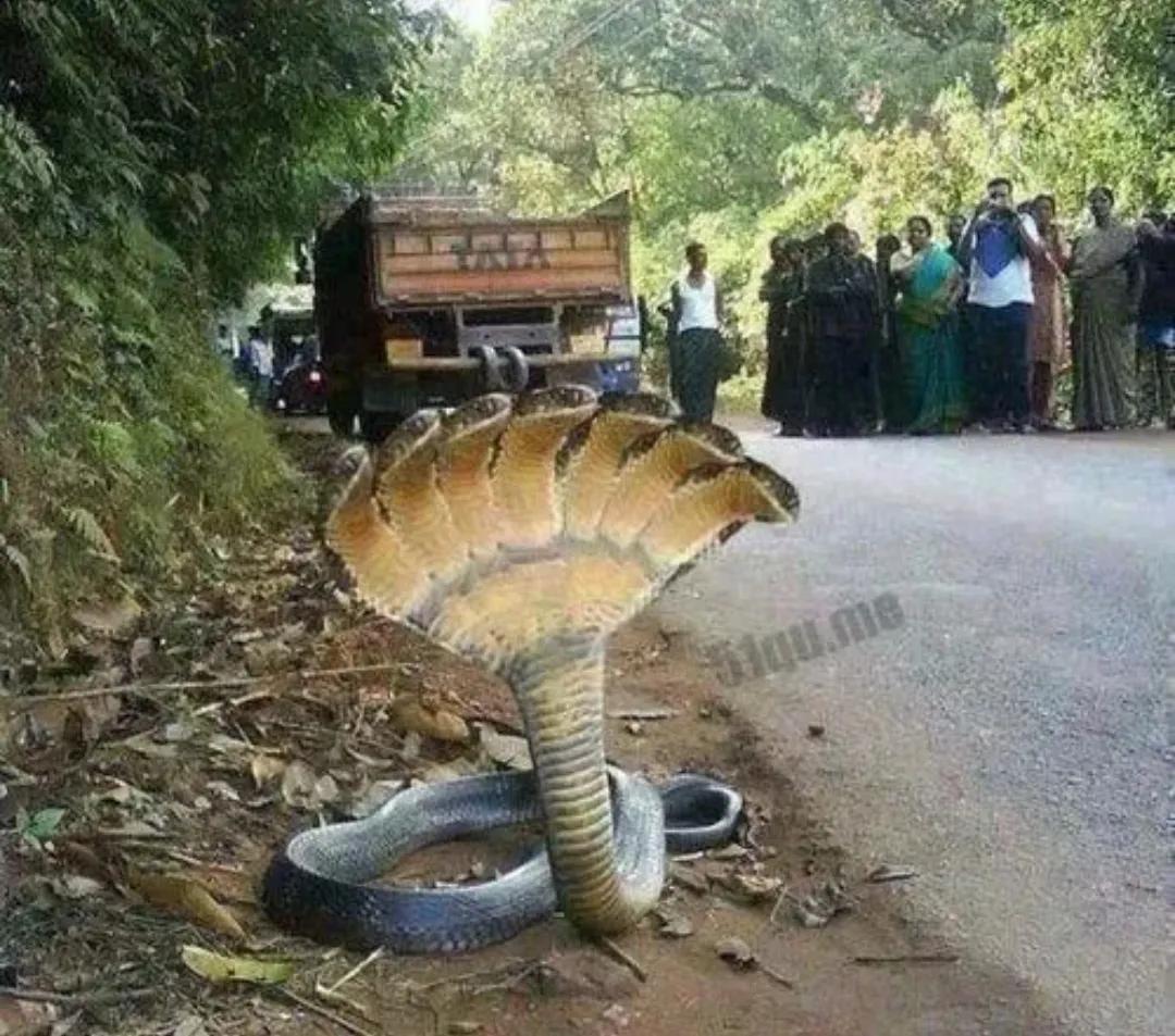 神庙逃亡中的蛇照片(神庙逃亡中的蛇照片图片)