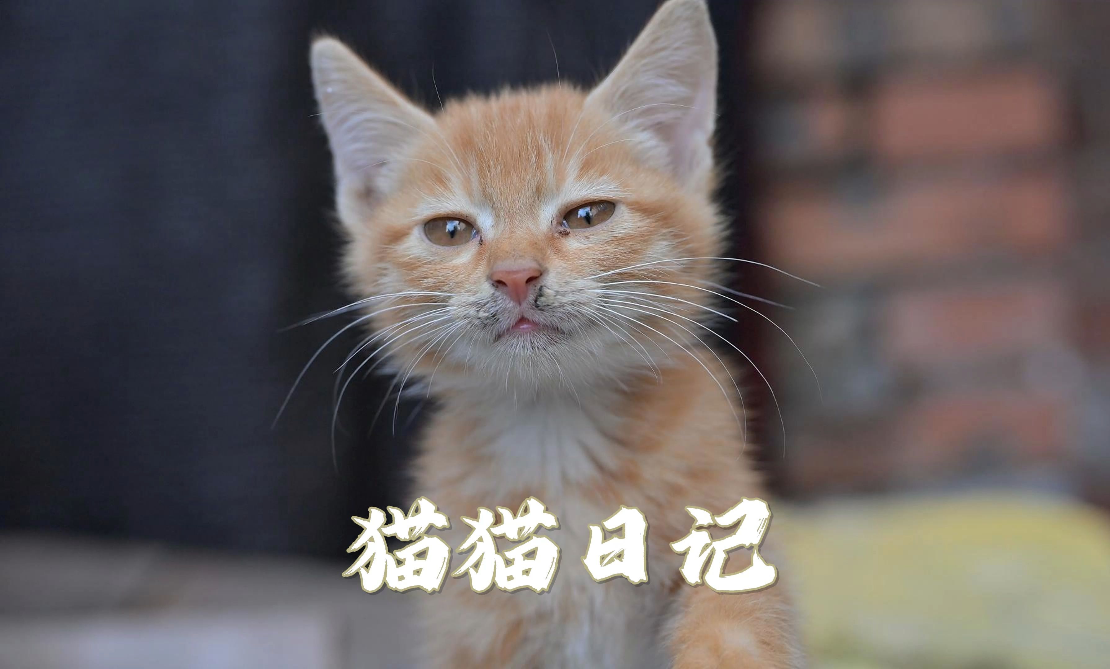 k猫咪破解版(猫咪破解版10)