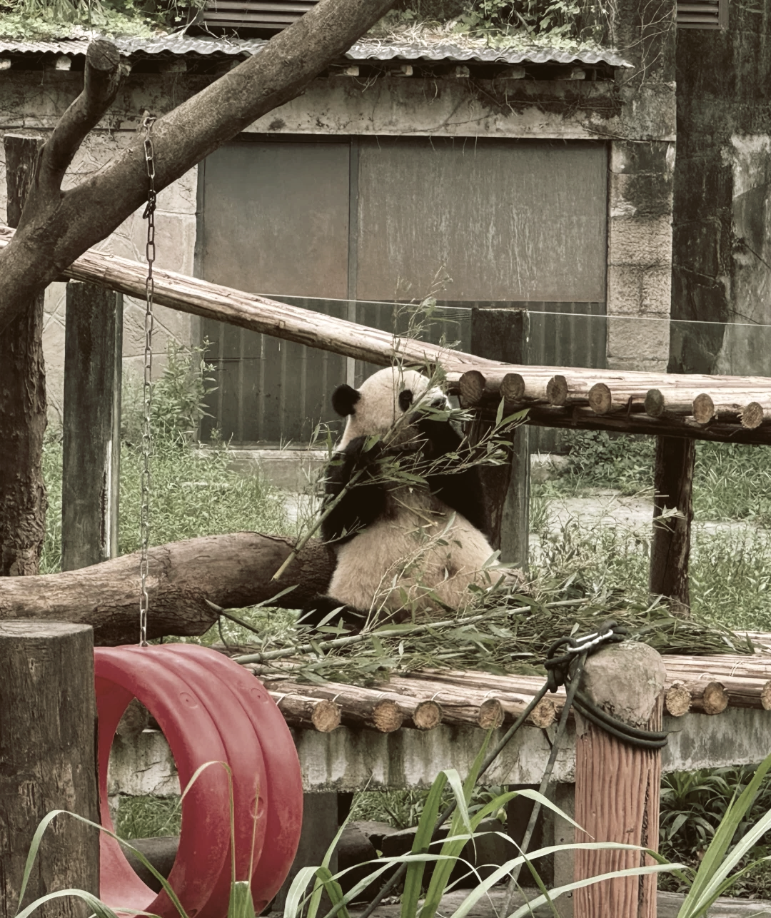 熊猫逃生2攻略(熊猫逃生记之奇幻世界)