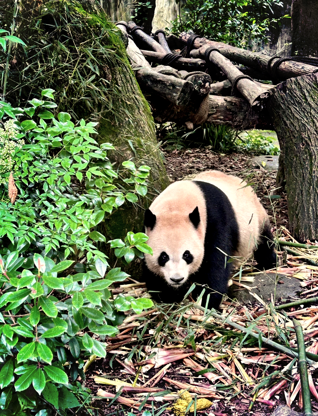 熊猫逃生2攻略(熊猫逃生记之奇幻世界)