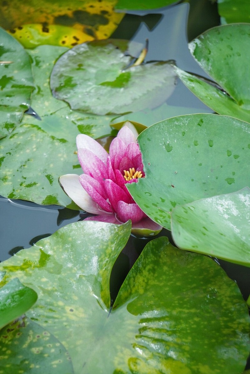 浮生莲游戏攻略(浮生搭配哪几个随从比较好)