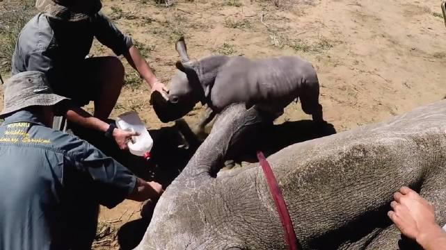 救援小犀牛攻略(魔兽世界救小牛任务在哪接)