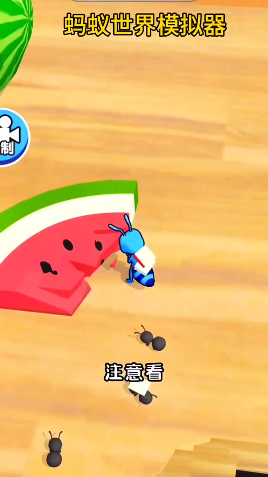 指挥蚂蚁搬东西游戏(指挥蚂蚁搬东西的蚂蚁叫什么蚁)