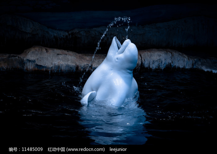 白鲸tv安卓版下载地址(白鲸tv官方下载为什么打不开)