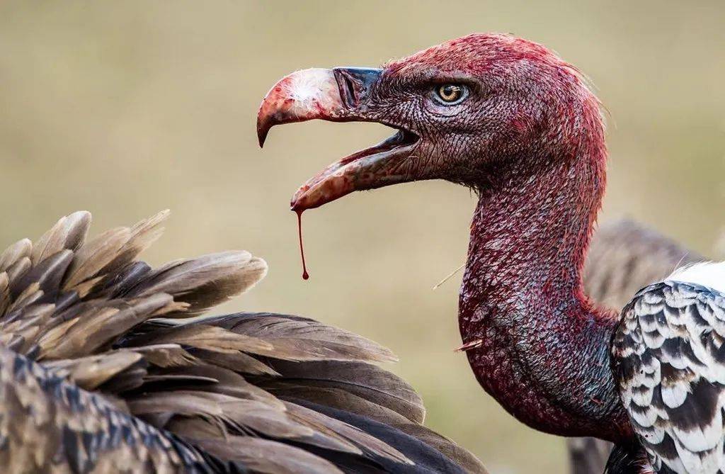 秃鹫逃脱攻略(秃鹫在哪里寻找食物)