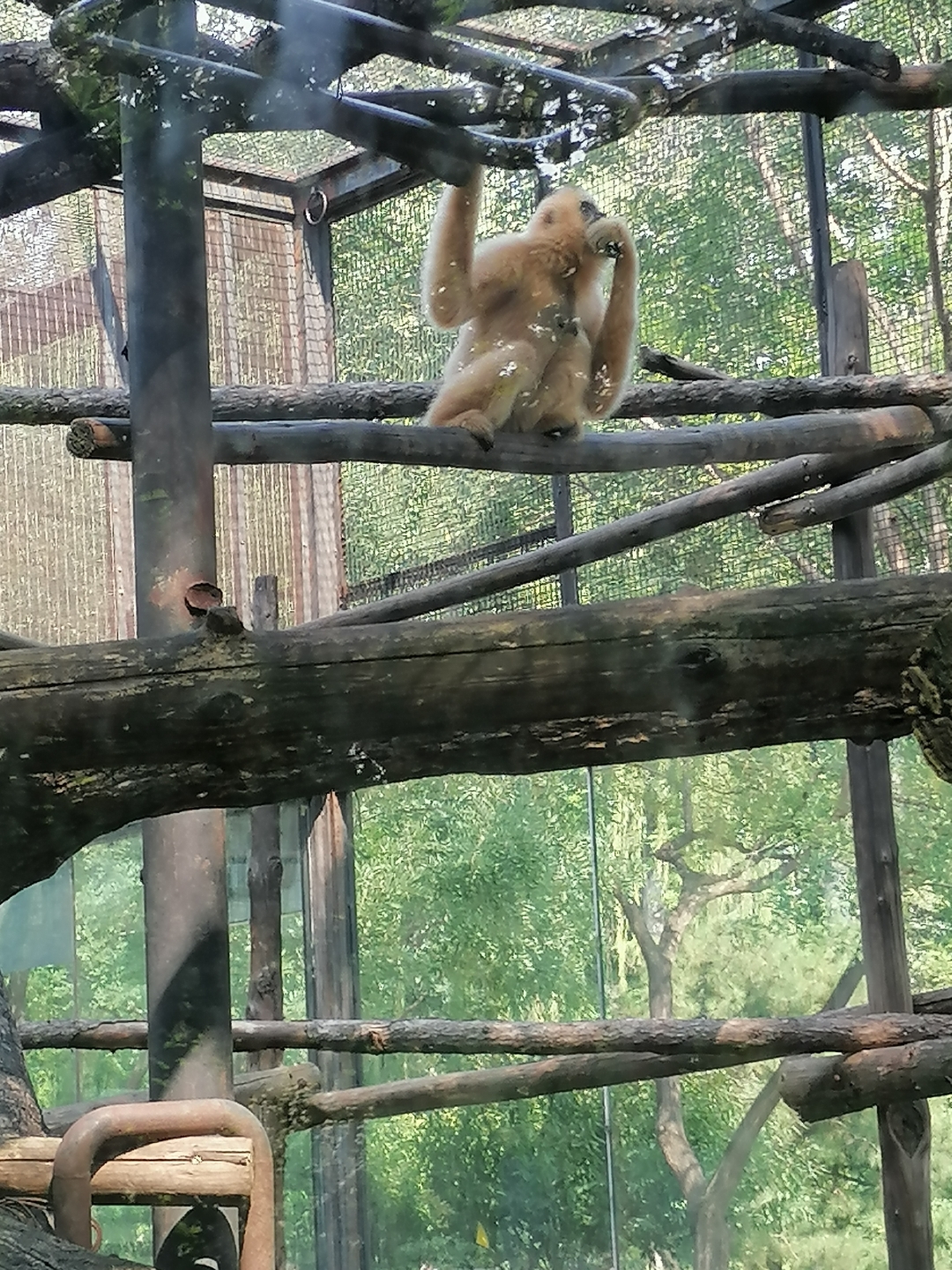 聪明的猴子攻略(聪明的猴子央视网)