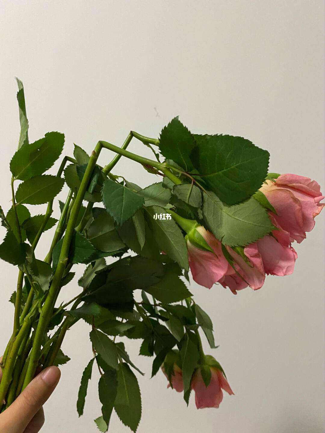 逃出鲜花森林图文攻略(一个逃出森林的解谜游戏)