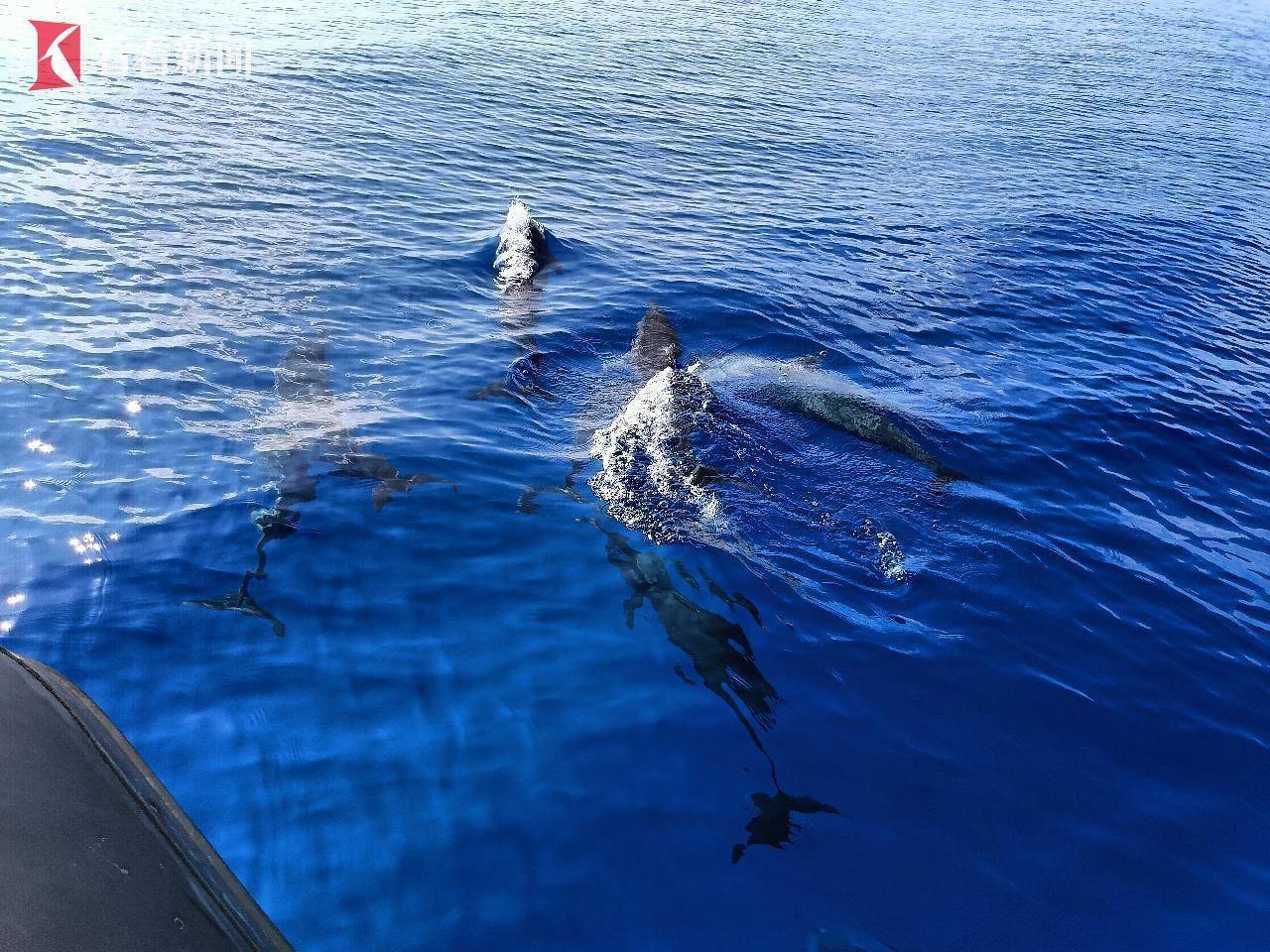 蓝苹果海洋馆破解版(蓝苹果海洋馆怎么下载?)