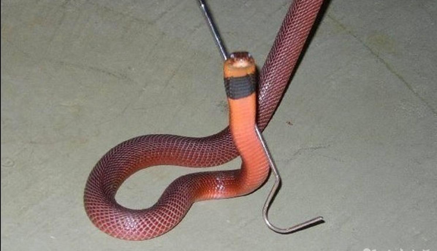 眼镜蛇毒破解版(眼镜蛇的诅咒破解版)