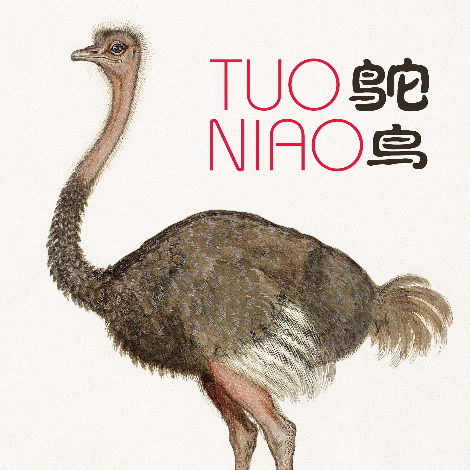 火影忍者鸵鸟(火影忍者鸵鸟是哪一集)