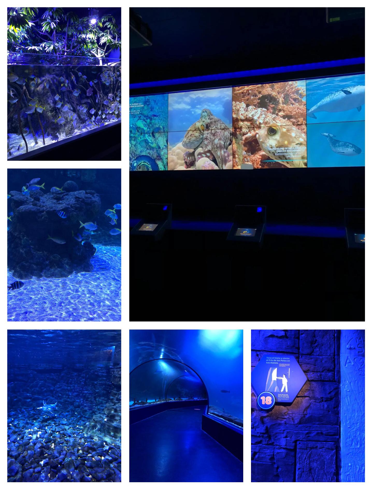 梦幻水族馆6(梦幻水族馆屏保)