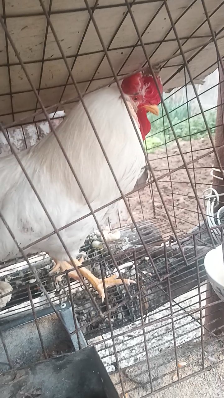 白公鸡逃生攻略(白公鸡打一字求答案)