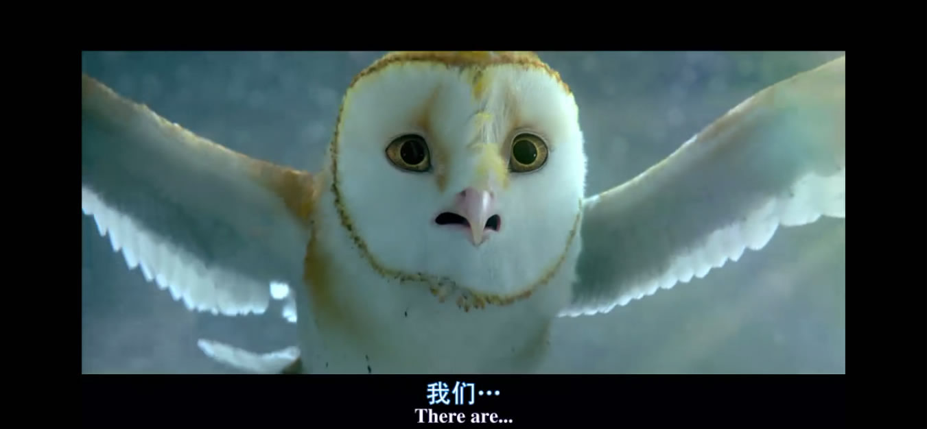 洛克王国猫头鹰宠物(洛克王国vip猫头鹰跟随)