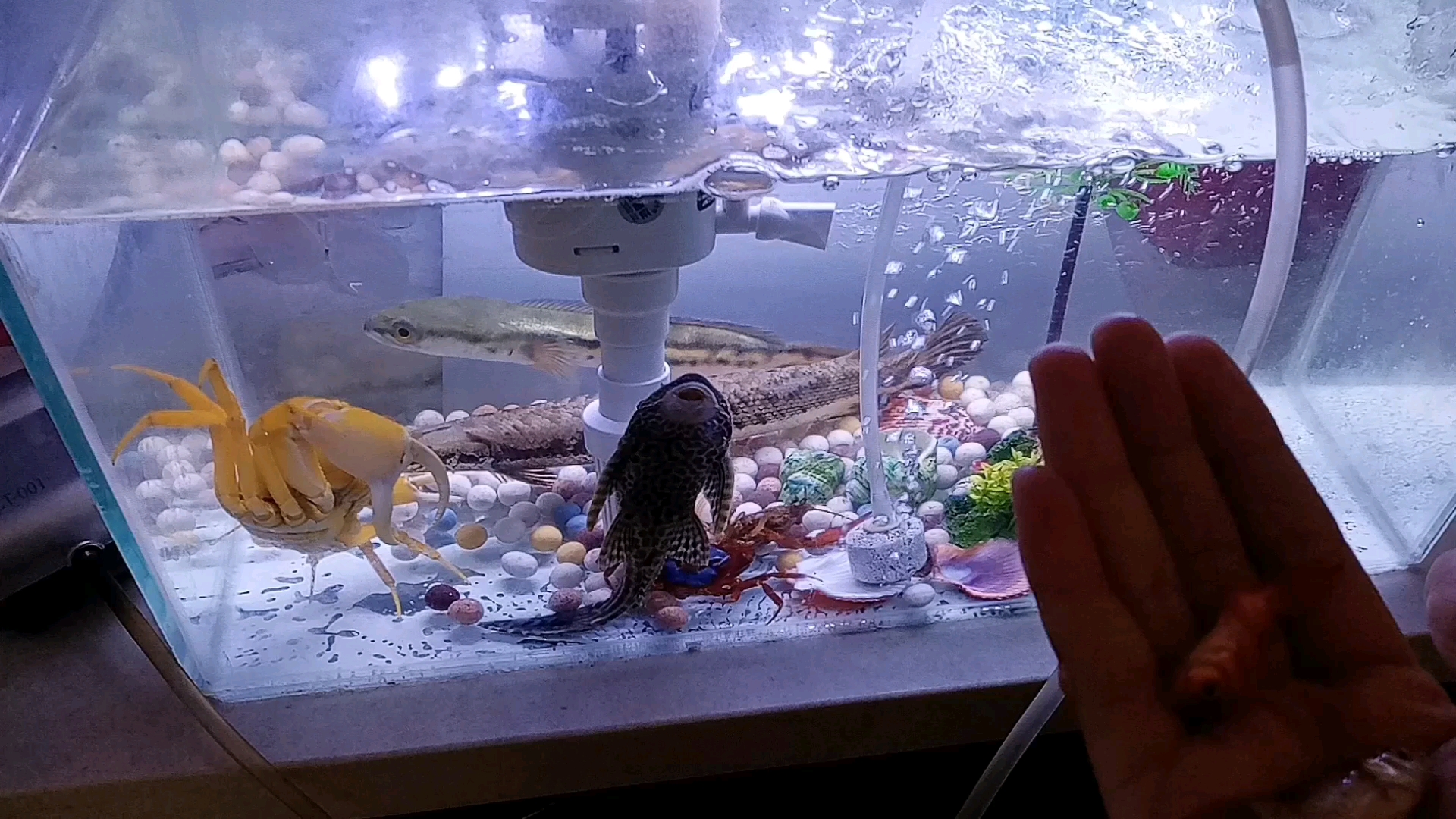 鱼宝宝逃脱攻略(鱼宝宝逃脱攻略视频)