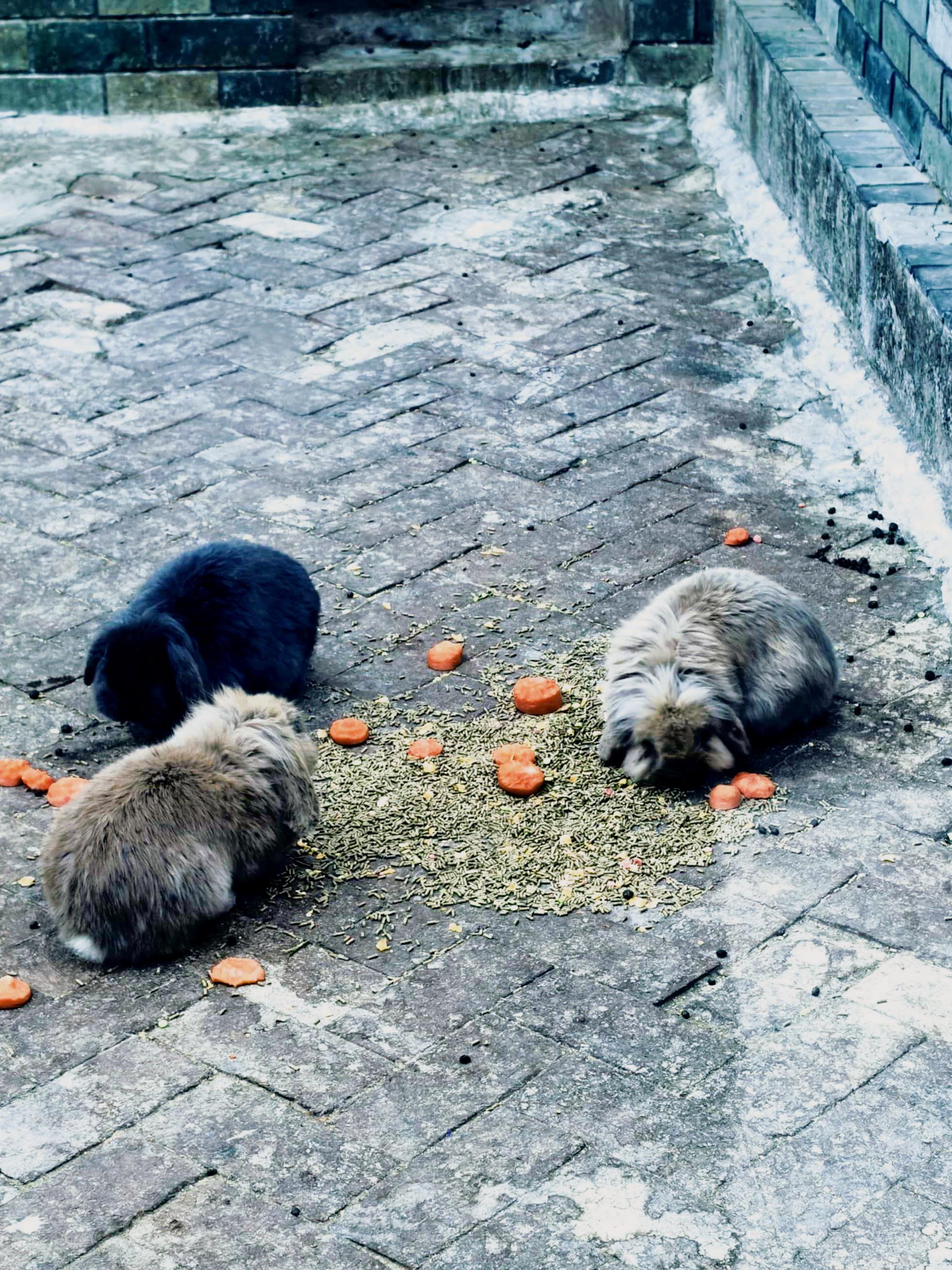 逃离森林游戏攻略(逃离森林游戏攻略大全)