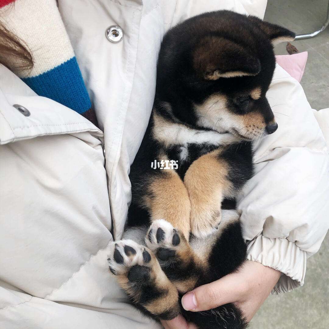 我的宠物pao破解版(我的宠物七破解版下载安装)