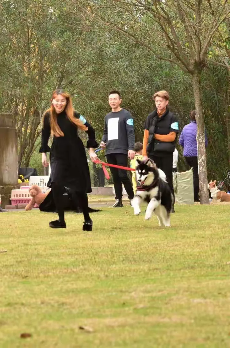 我的宠物pao破解版(我的宠物七破解版下载安装)