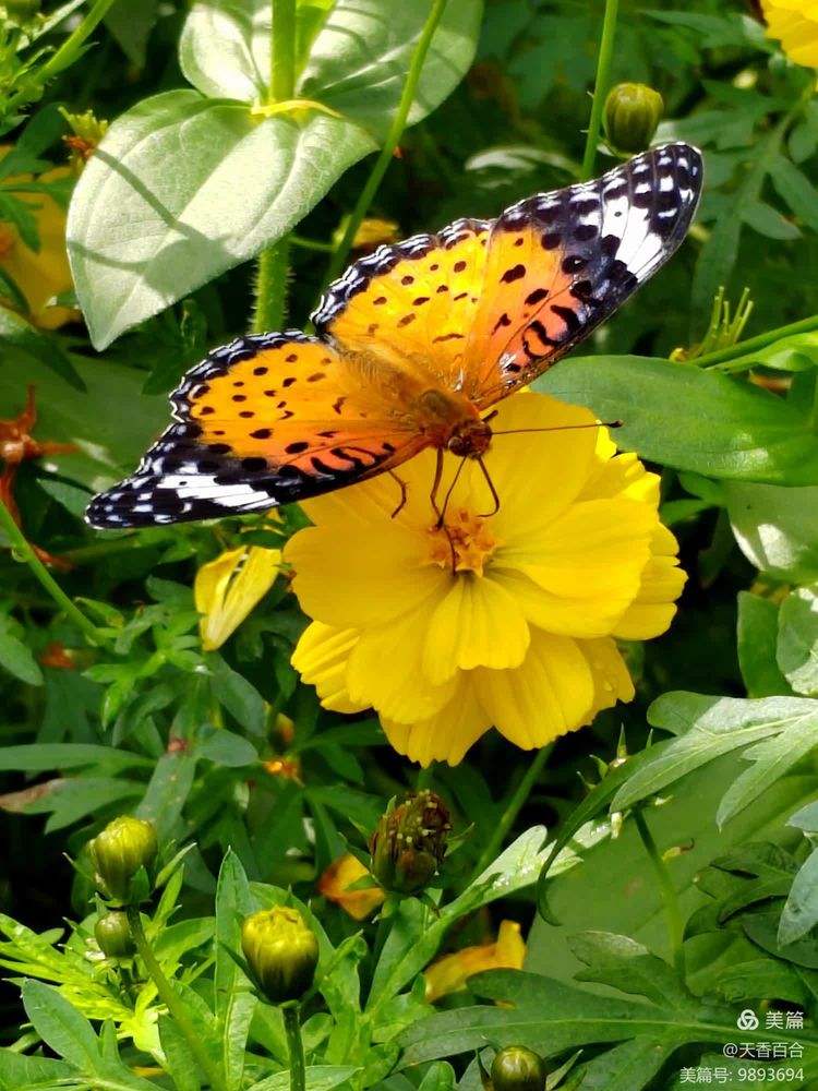 最新版本蝶恋花(蝶恋花更新后叫什么)