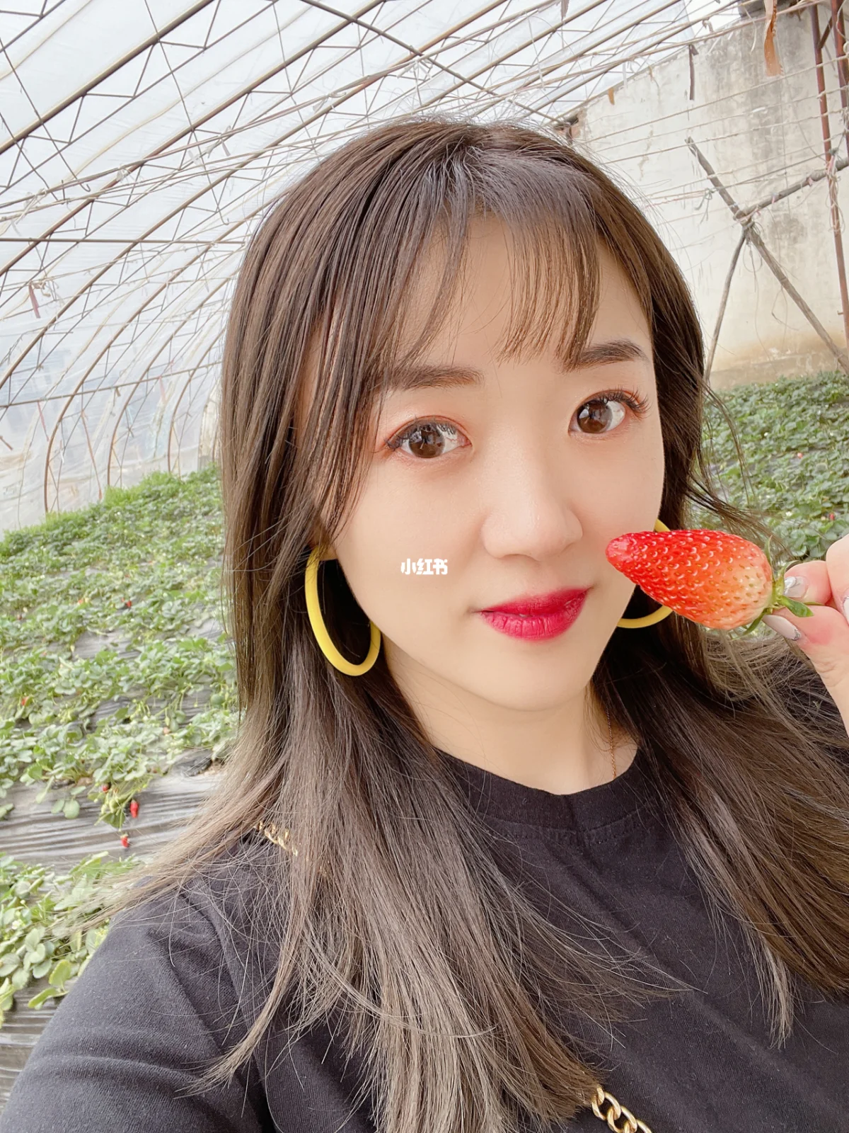 草莓大逃亡攻略(草莓大作战的故事)