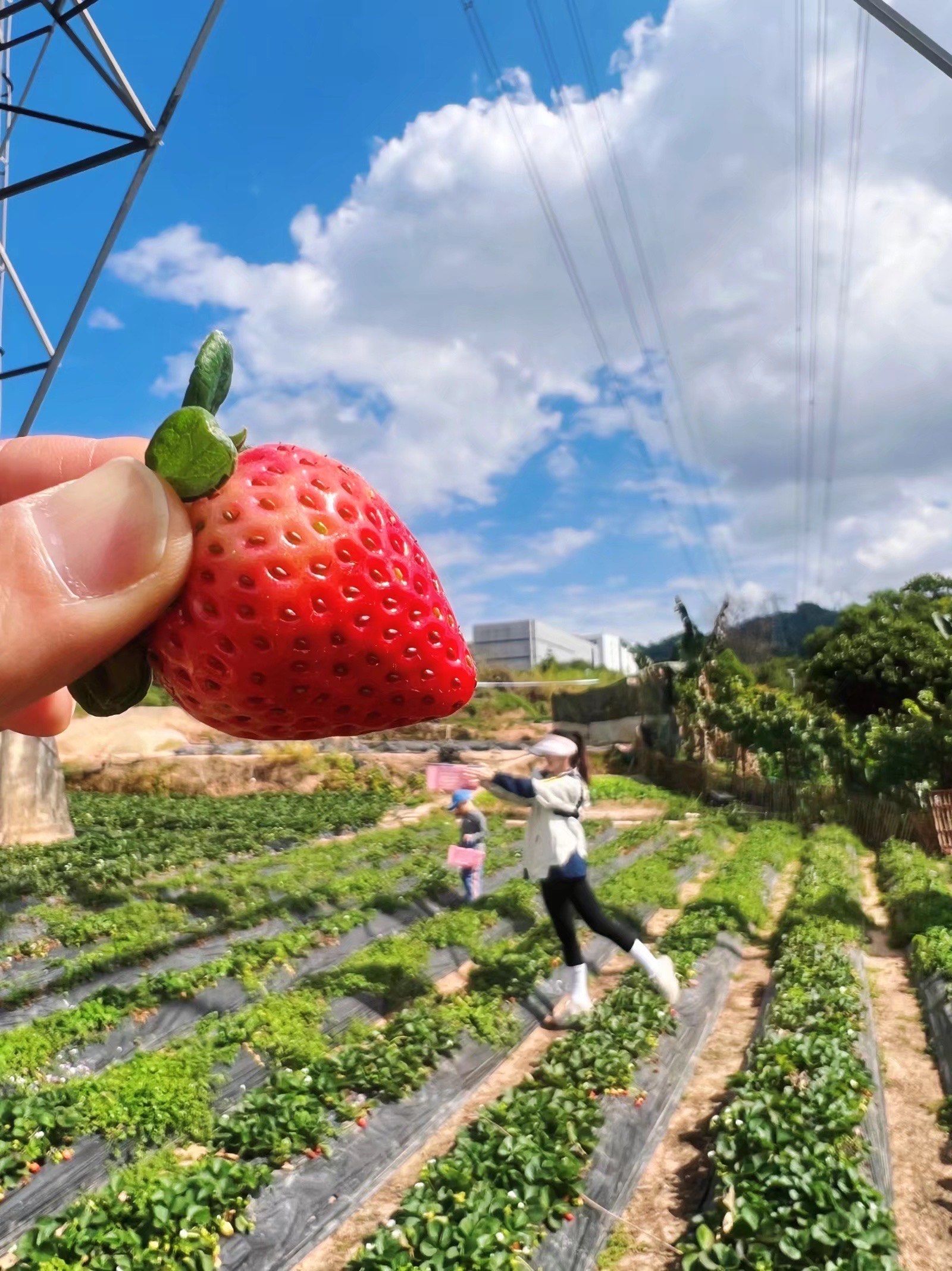 草莓大逃亡攻略(草莓大作战的故事)