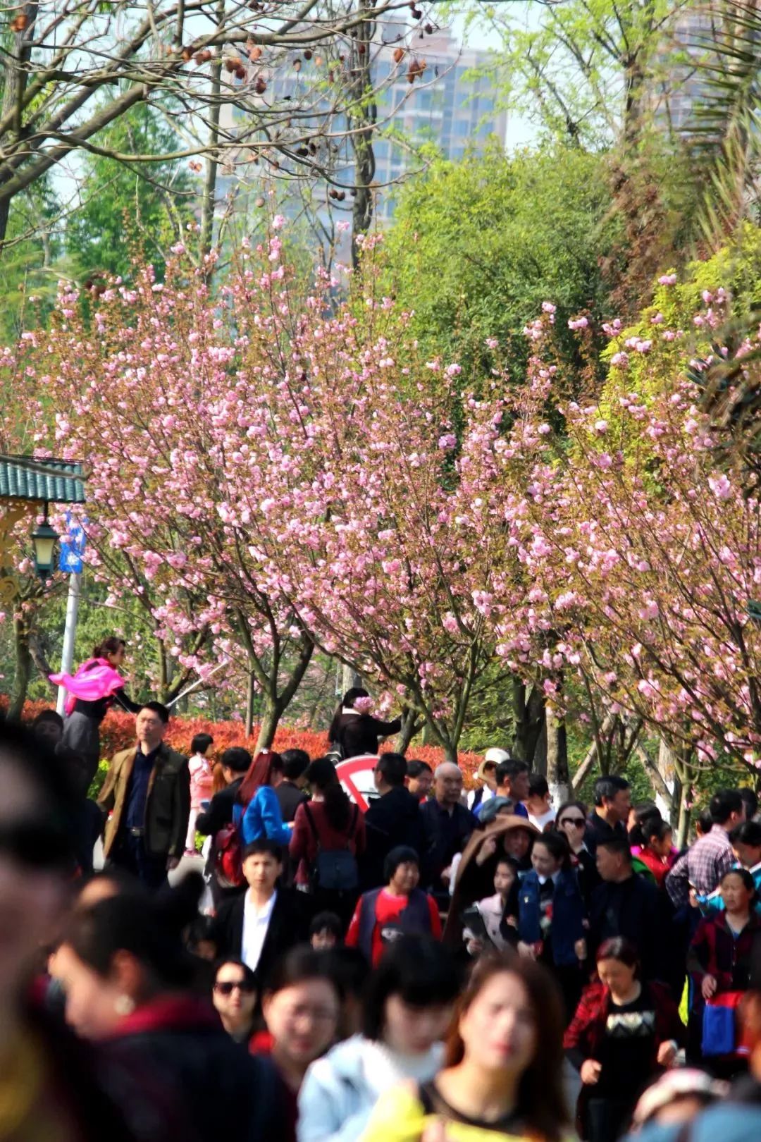 樱花直播版本(樱花直播版本更新内容)