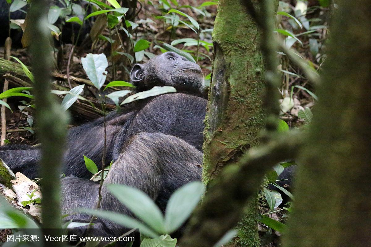 逃离黑猩猩森林攻略(逃离黑猩猩森林攻略图文)