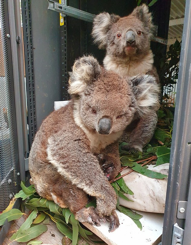 考拉消消赚抽手机版本(有人在考拉消消赚抽到手机吗)