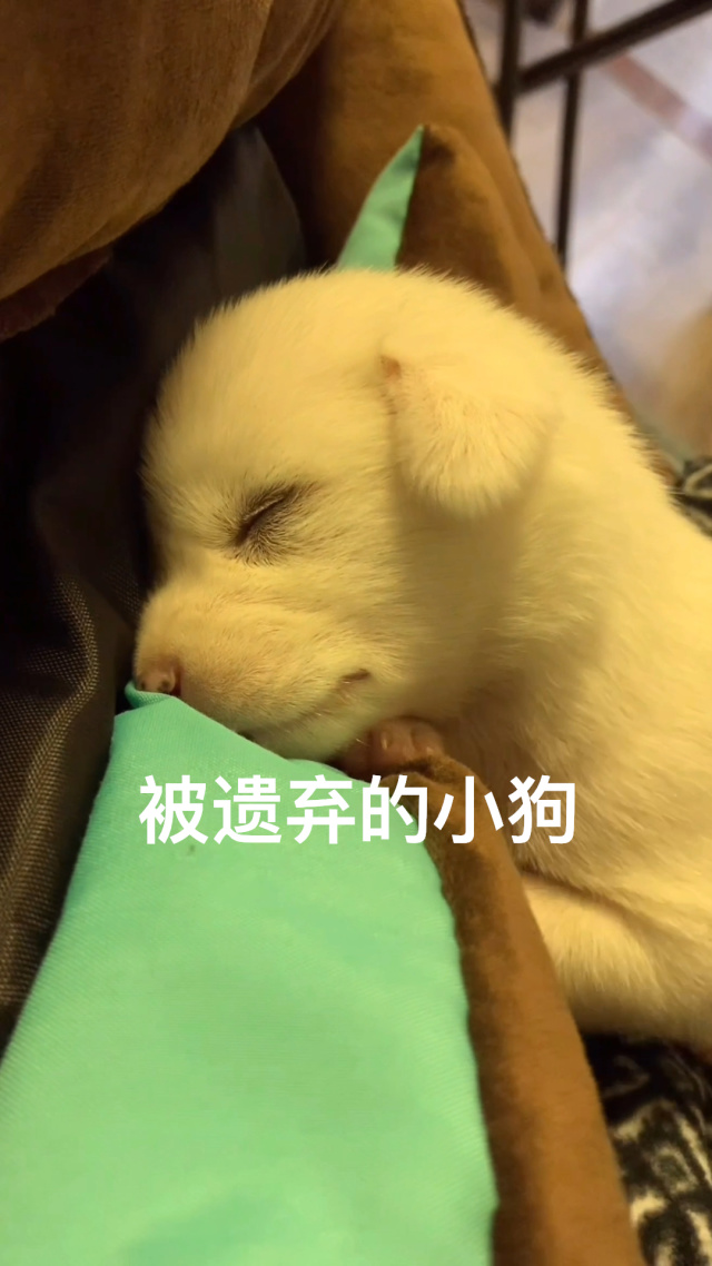 可怜小狗逃脱攻略(可怜小狗逃脱攻略大全)