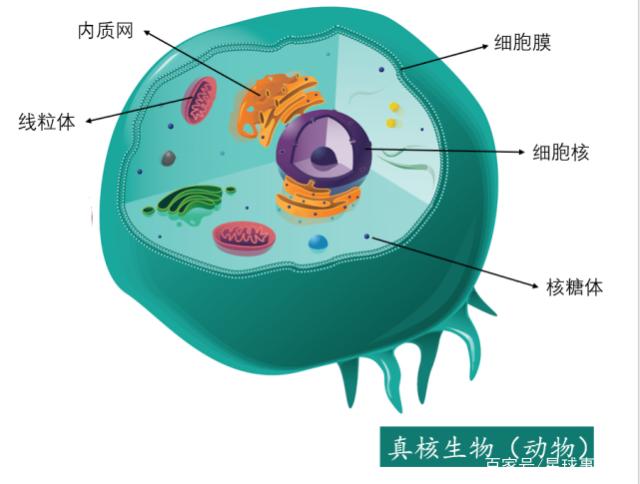 细胞进化史破解版下载(细胞进化模拟器无限金币版)