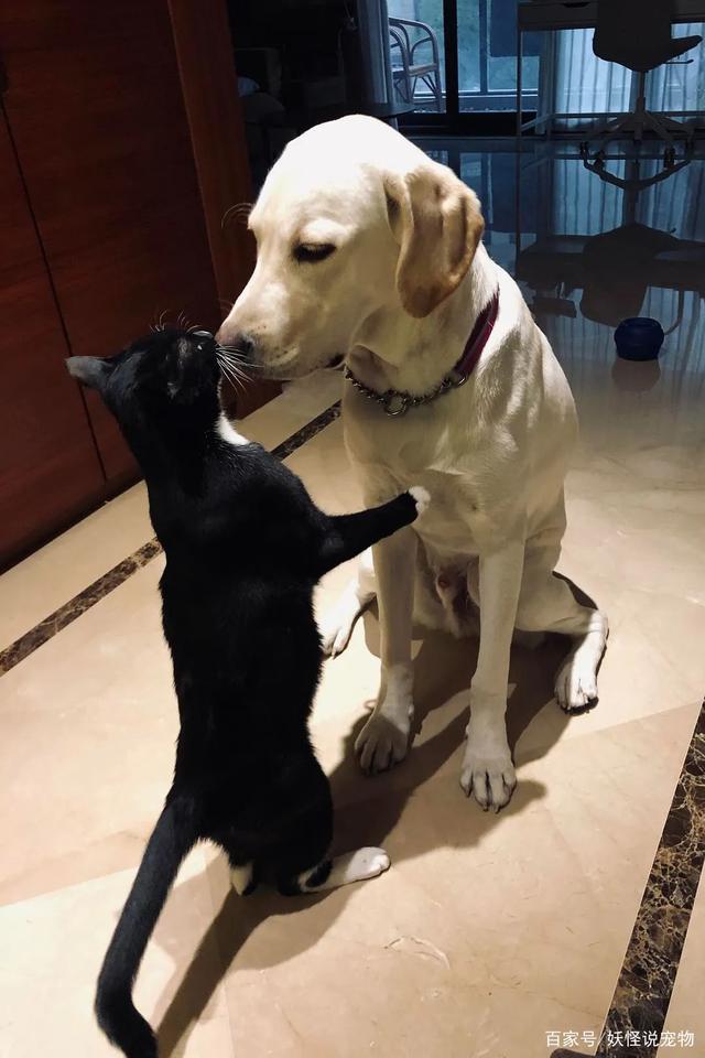 猫狗恋爱会员破解版(猫狗恋爱ios终身版破解版)