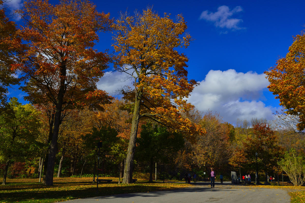 搞笑枫叶王国(搞笑枫叶王国视频)