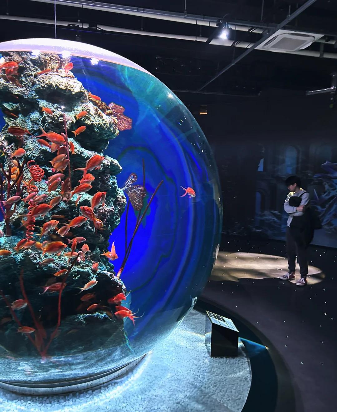 梦幻水族馆youxi(梦幻水族馆游戏 技巧攻略大全)