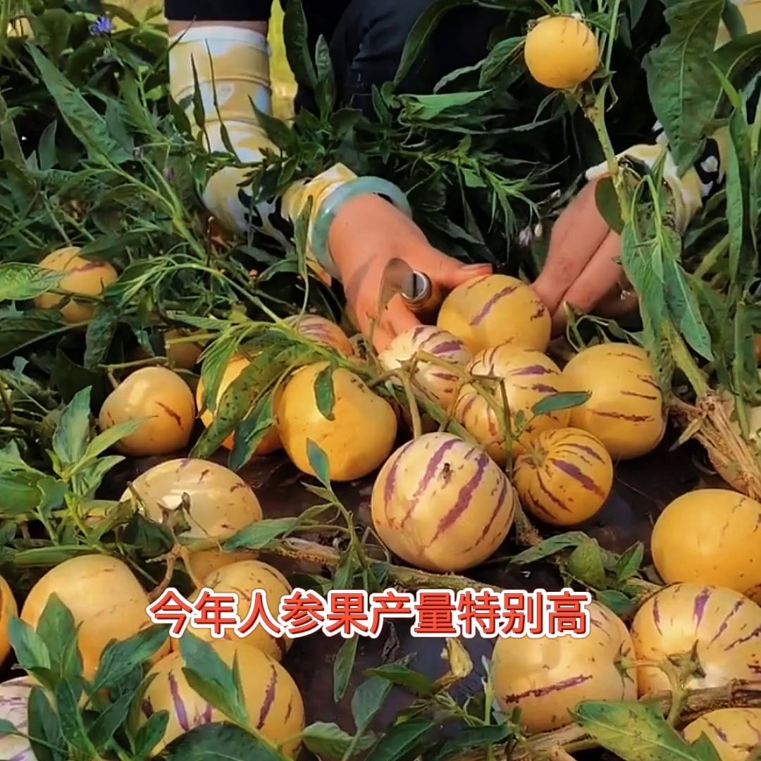 西游水果有关的(跟西游记有关的水果)