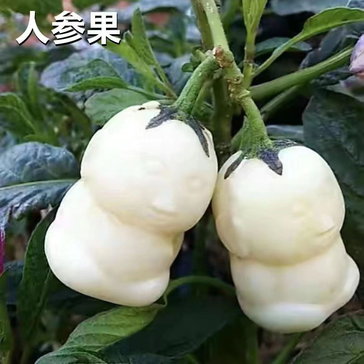 西游水果有关的(跟西游记有关的水果)