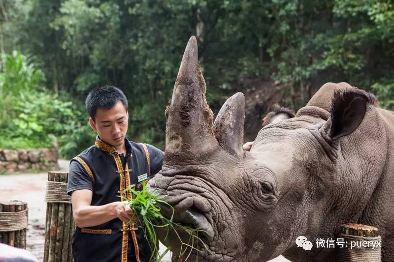 犀牛森林逃生游戏攻略(犀牛森林逃生游戏攻略视频)