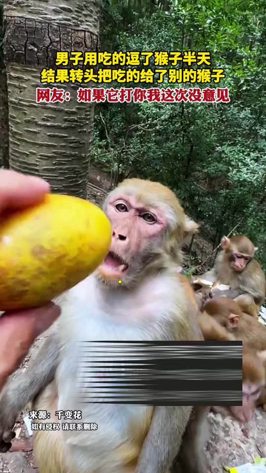 逗小猴开心奇趣版攻略(逗小猴开心奇趣故事攻略)