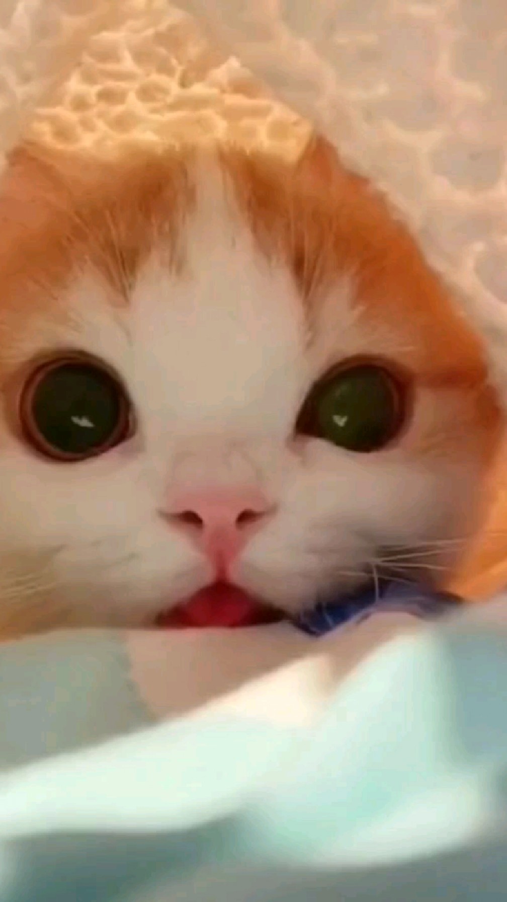 猫咪视频1破解版(猫咪视频破解版海外官方)