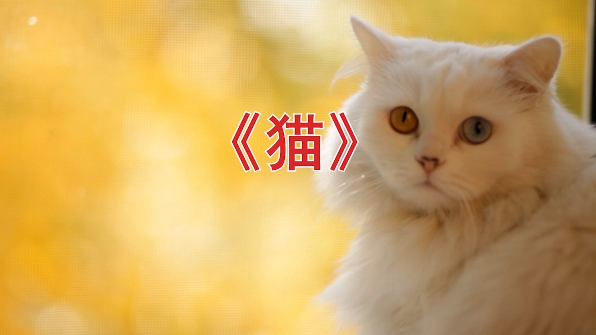 猫咪视频1破解版(猫咪视频破解版海外官方)