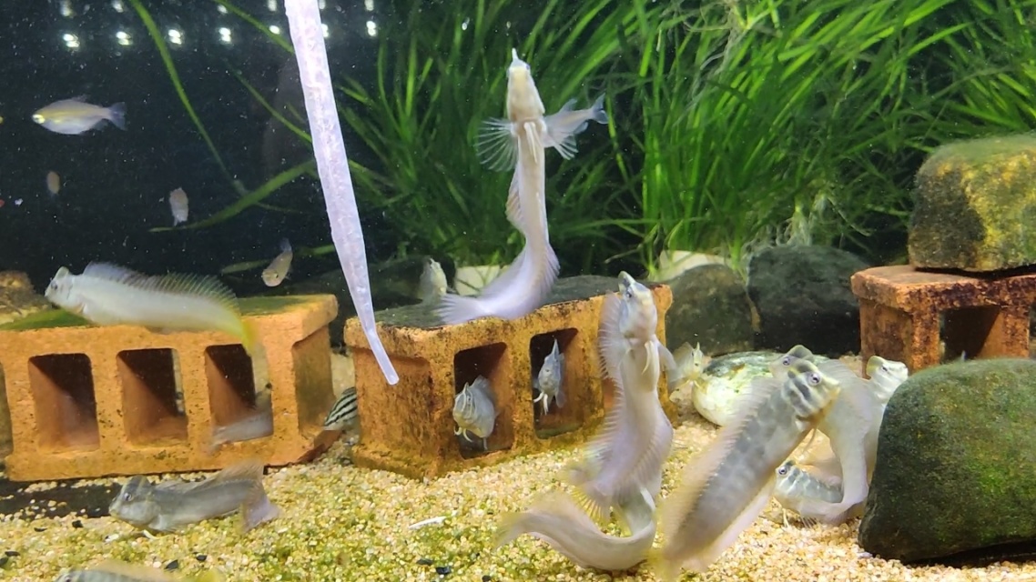 奥特曼青蛙鱼的繁殖()