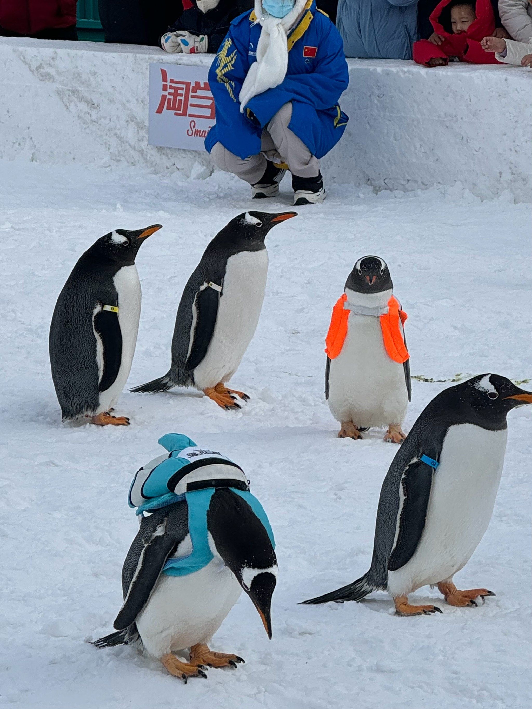企鹅学飞攻略(企鹅学飞的故事)