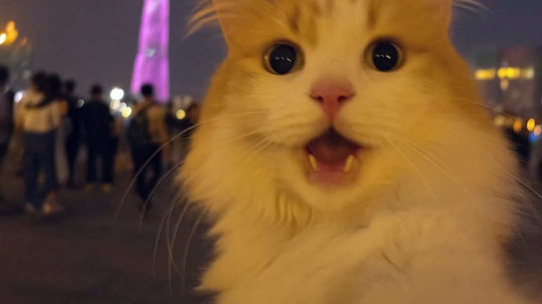 猫咪破解版小视频(求个猫咪视频破解版)