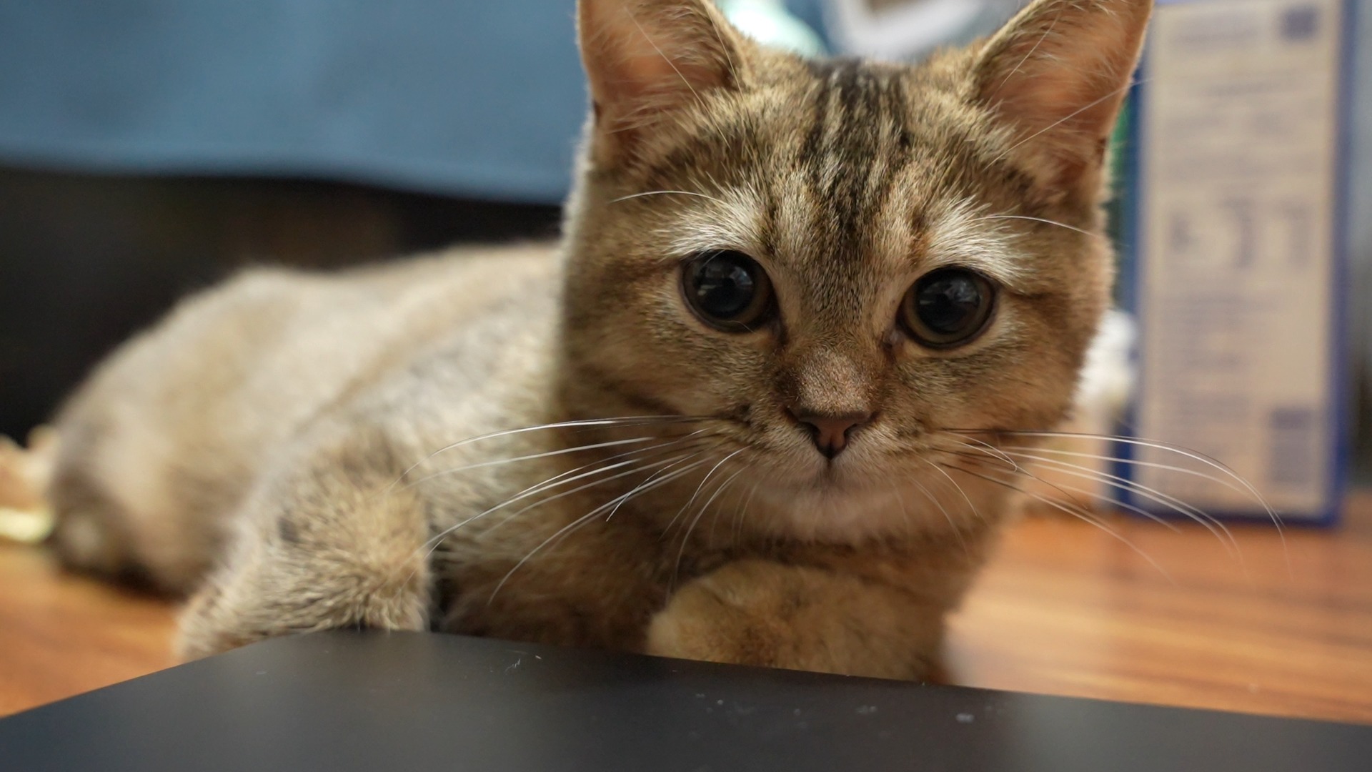 猫咪破解版小视频(求个猫咪视频破解版)