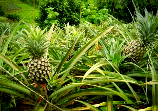 舞动水果王国(舞蹈水果王国)