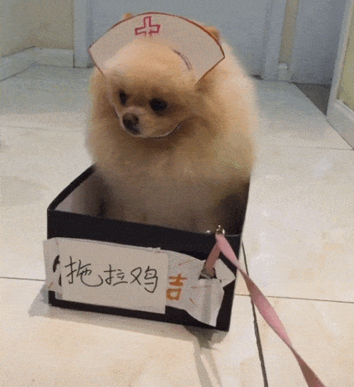 捉弄女护士攻略(被捉弄的少女攻略)