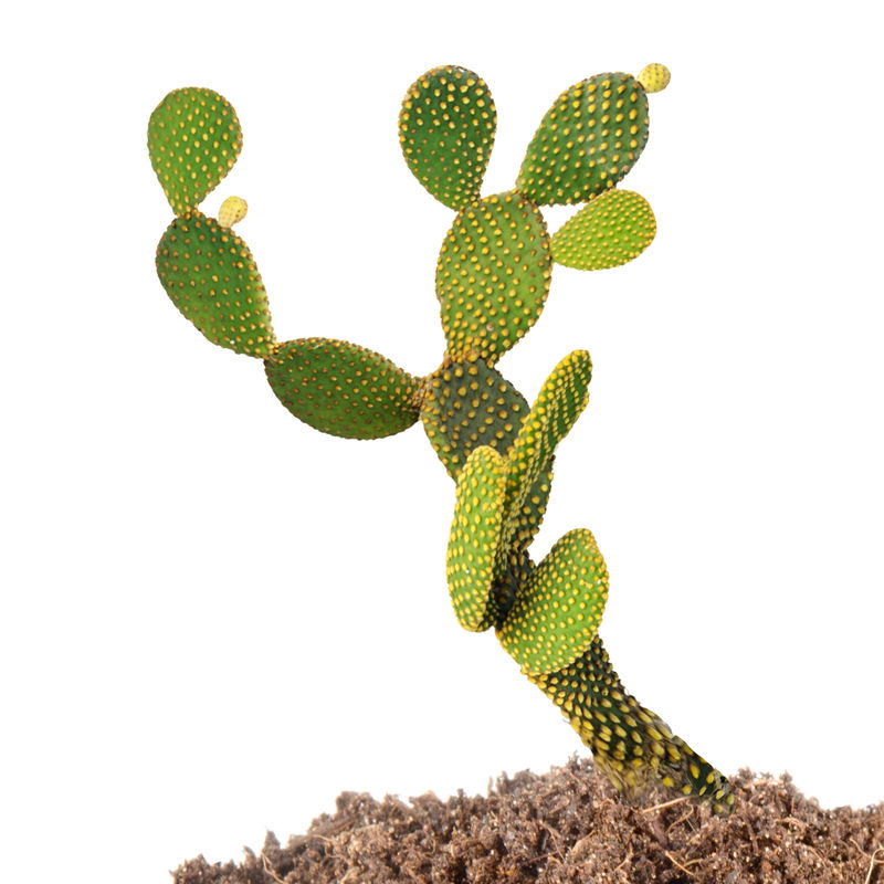 战神仙人掌下载地址(战神仙人掌手机版下载)