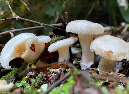 地下城的蘑菇221(dnf蘑菇庄园背景音乐叫啥)