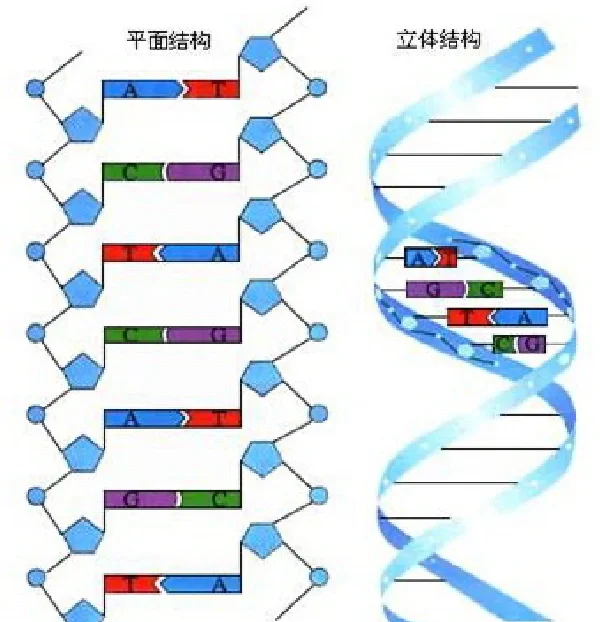 dna2攻略(dna2 结局)